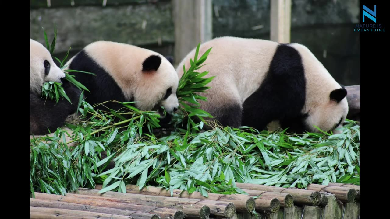 Panda videos cute furry animals