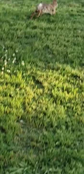 Here is the video about Wild Hare / Rabbit on the garden of the house