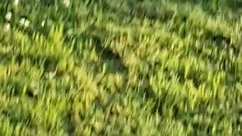 Here is the video about Wild Hare / Rabbit on the garden of the house