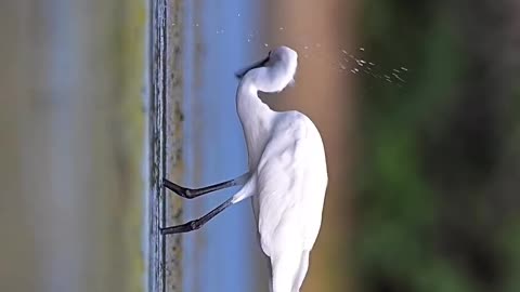 Wildlife and Funs