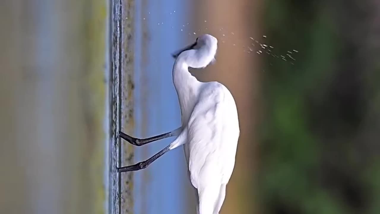Wildlife and Funs