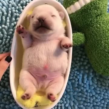 Adorable Puppy rocking