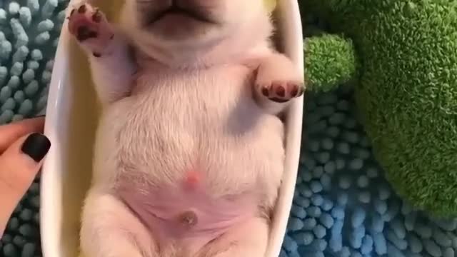 Adorable Puppy rocking