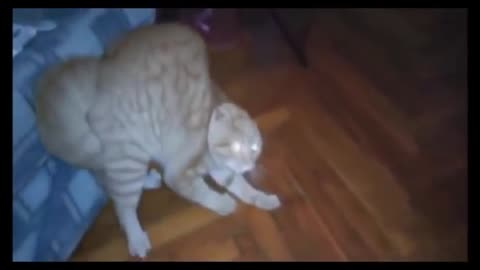 Funny cats compilation #3