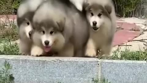 Cute and Funny Dog Compilation #shorts