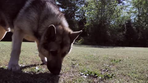 german shepherd playing around, Cute and lovely dog