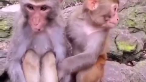 Cute Monkey Video Captured