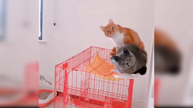 Cute cats funny video rumble