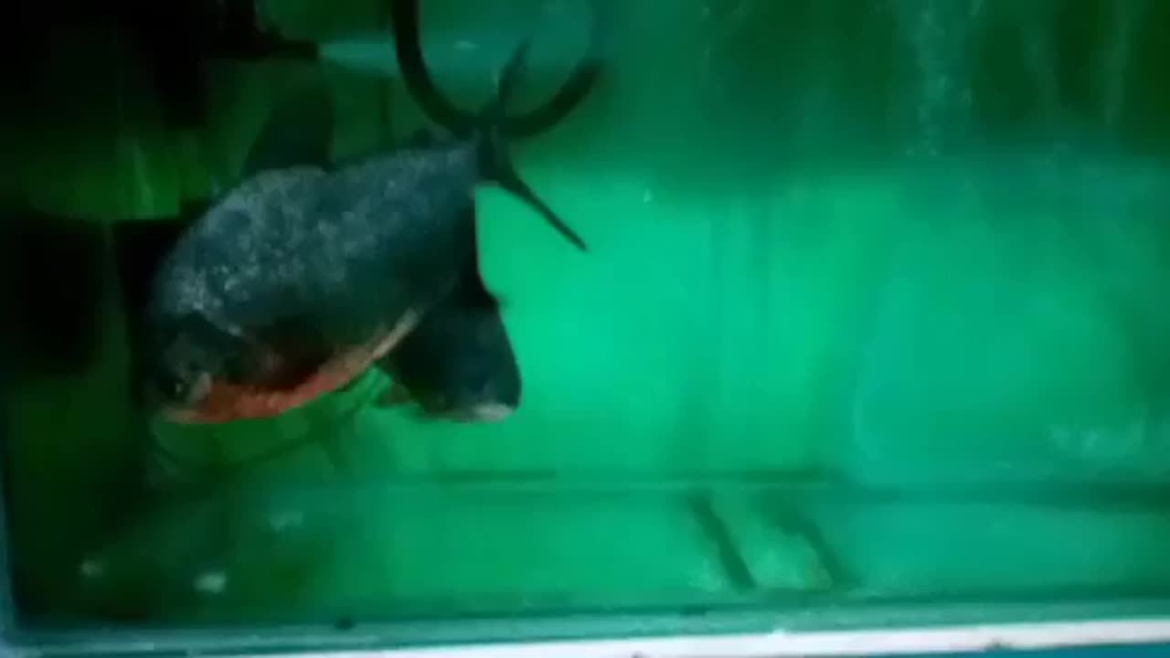 Red belly Pacu