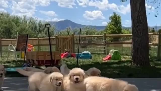 Many cute dog playing with each other