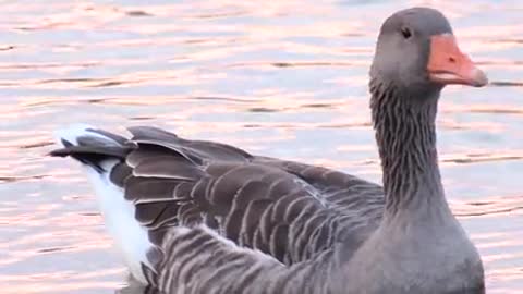 Male and female geese