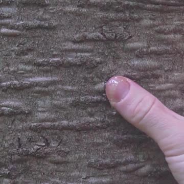 5 Bushcraft Band-Aids from the Woods!