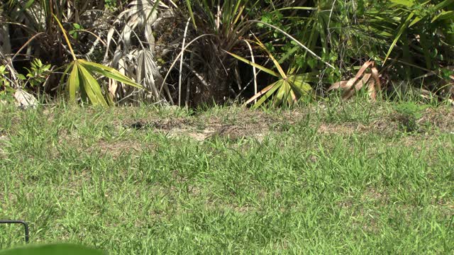 quail and chicks