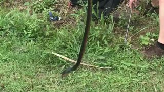 Pregnant Red Belly Black Snake Removed From Queensland Backyard