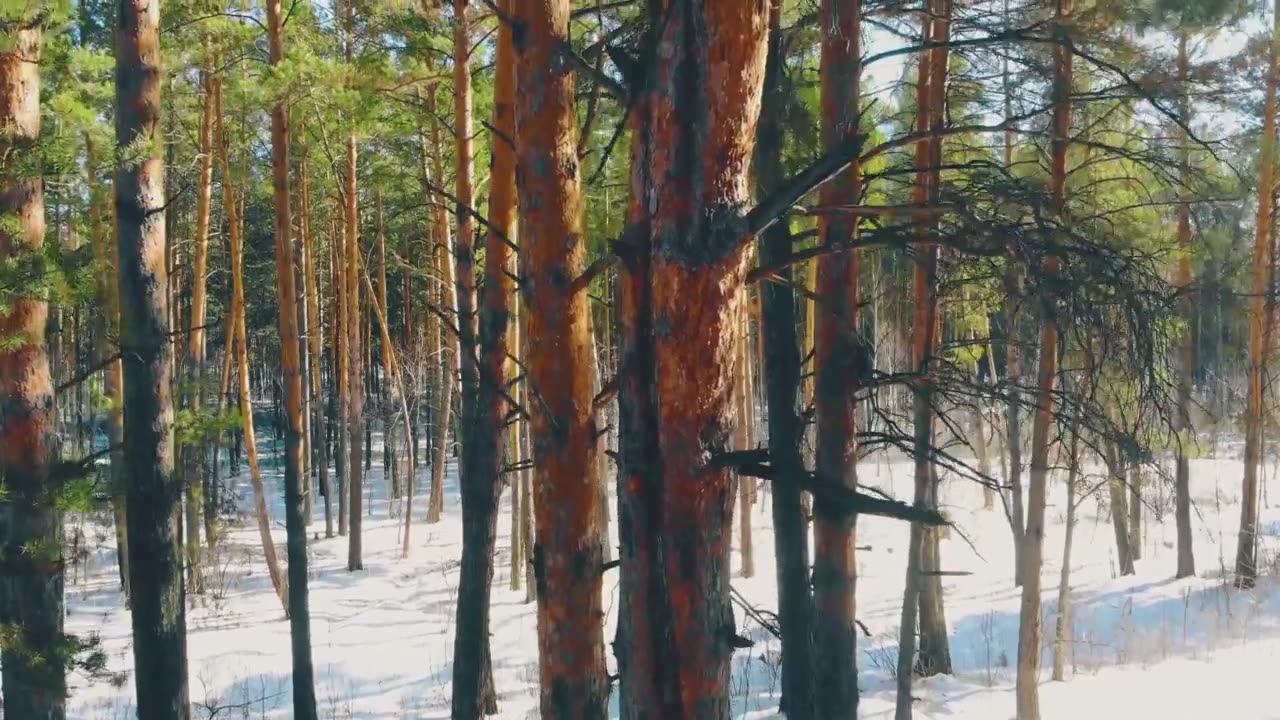 Climate Change Surprise: Trees Remove Methane From the Air