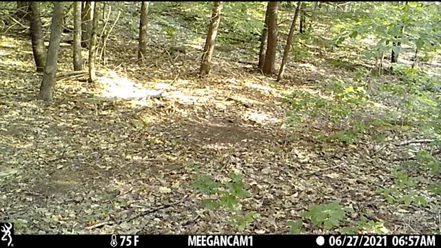Backyard Cam June 2021