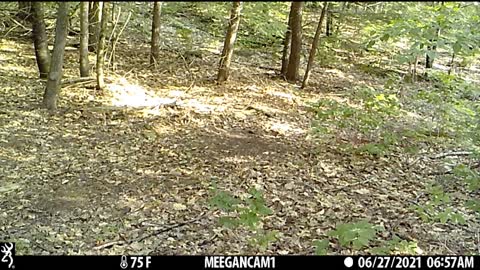 Backyard Cam June 2021