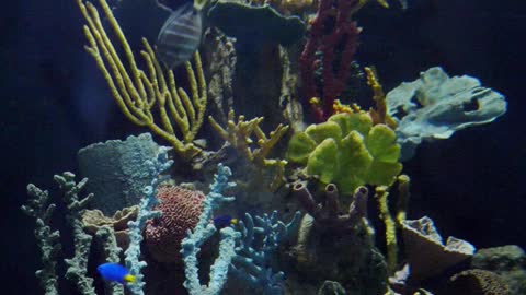 An assortment of fishes in a saltwater aquarium