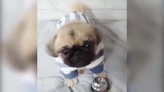 Hungry cute dog want to eat