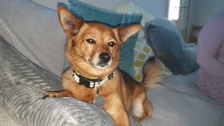wag WaG WAG