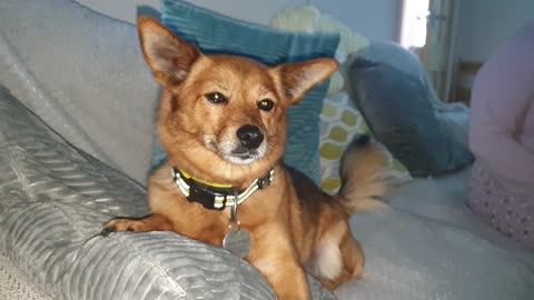 wag WaG WAG