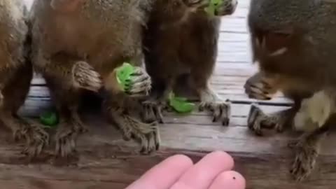 ####wildlife!!!!!!viral videos!#