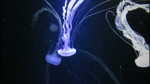 The Best Jellyfish Aquarium / Soothing Jellyfish Aquarium