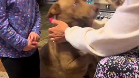 Dog Lost in Wild for 5 Months Reunited with Family