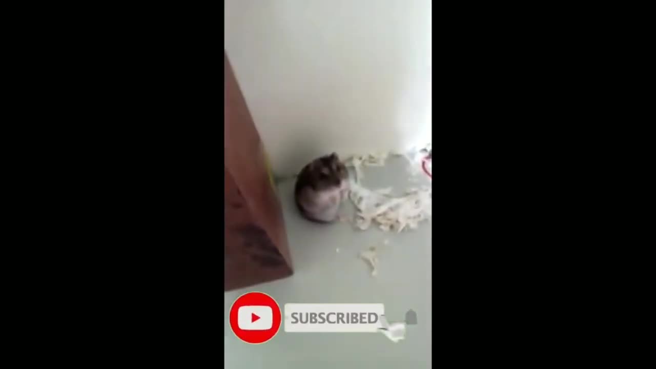 Funny cat 😽 vs Gun 🔫 - Funny Animals 😂 playing dead on finger shot Compilation || Animal Gags