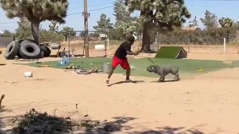 Dogs training