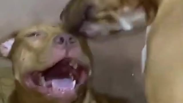 Baby Dogs 🐶 Cute and Funny Dog Videos Puppy Dogs Compilation