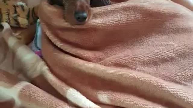 The poor dog froze after a warm bath