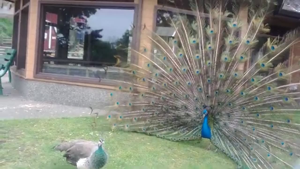 Peacocks at beacon hill park in Victoria BC