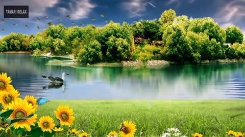 Relaxing Music | Sleeping, Meditation, Stress Relief | [1642] ⭐️