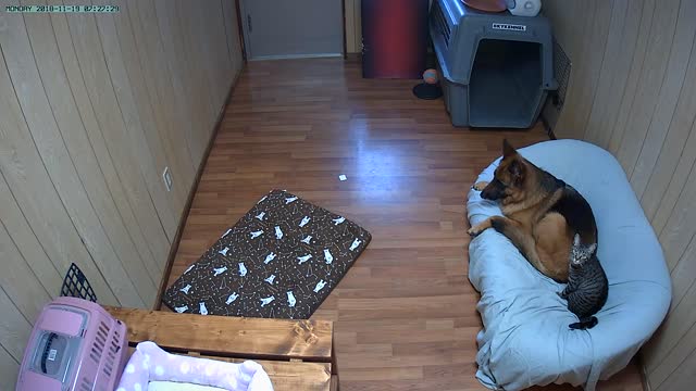 Dog Finds New Bed is a Little Lumpy