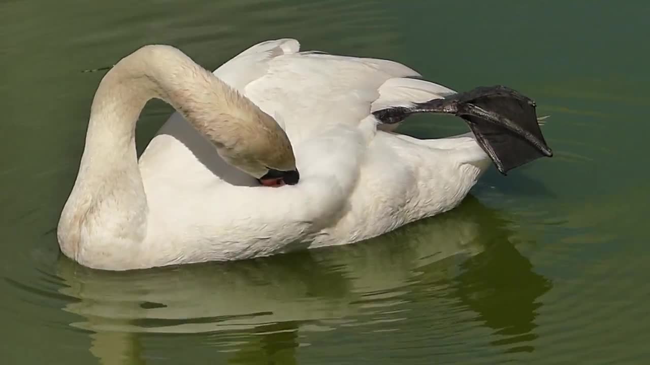 WHITE SWAN ornamental wild water bird