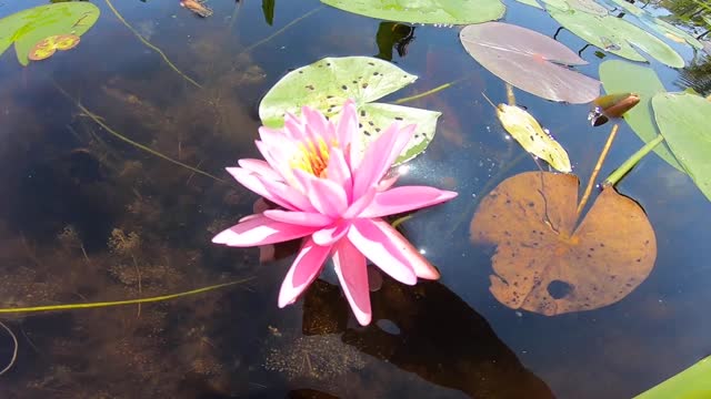 Water Lily