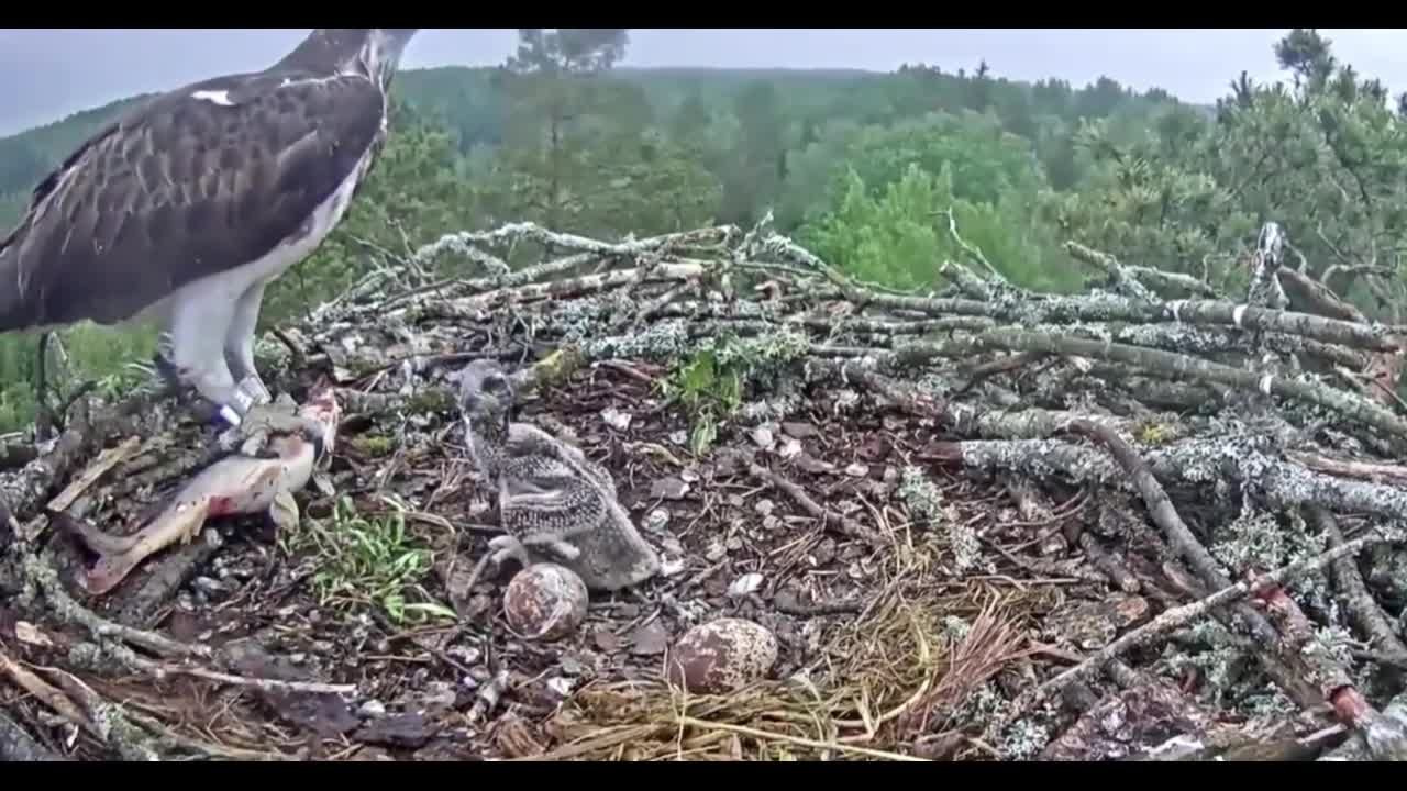 Raptors also have a love side, maternal love is great 1