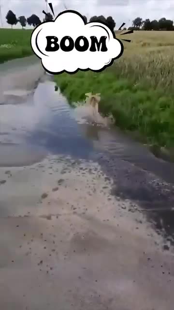 Funny Animals Videos