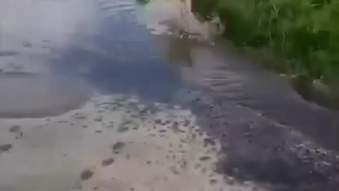 Funny Animals Videos