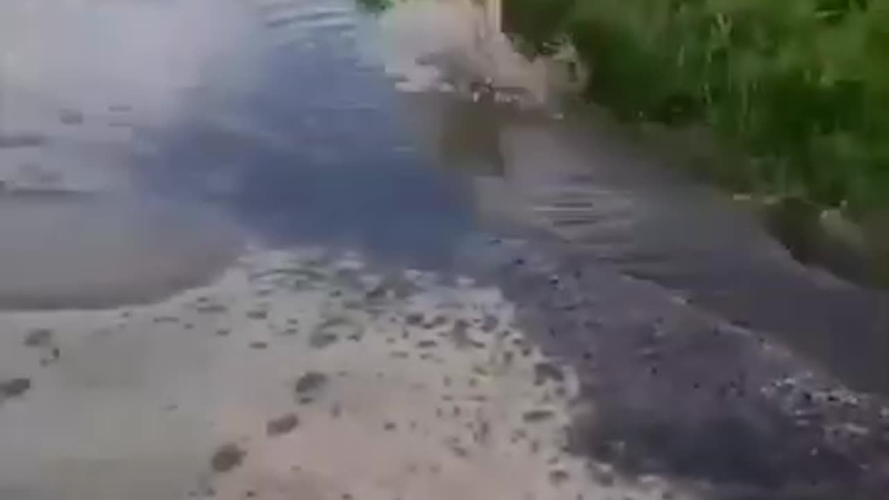 Funny Animals Videos