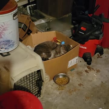 Scotty and Snowman in for the 'night'