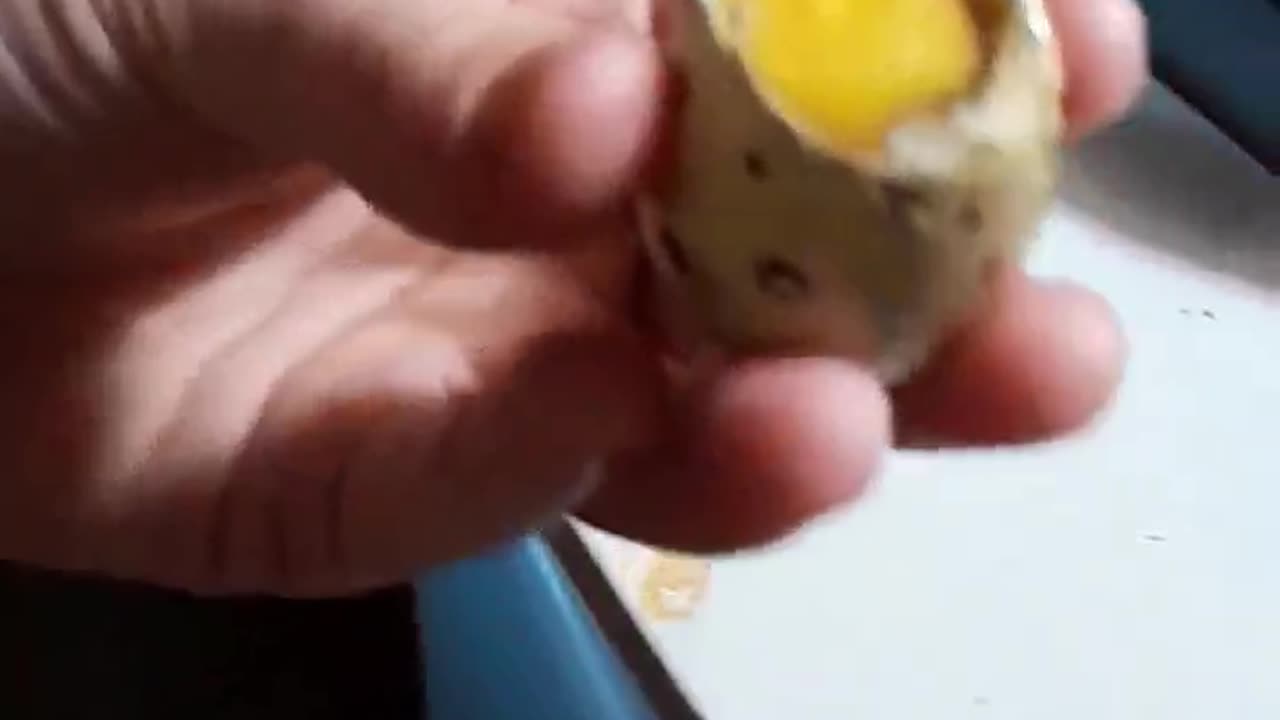 Our Biggest Quail Egg | What's Inside!