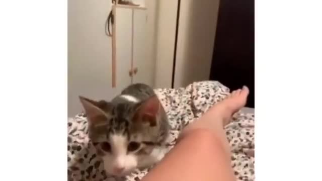 Gatito jugeton