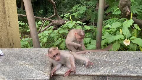 Beauty of Monkeys