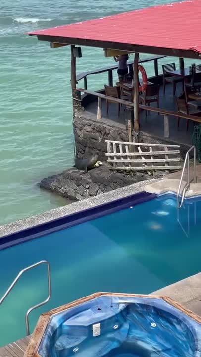 Sea Lion Comes on Land, Swims in Pool and Steals Man's Chair
