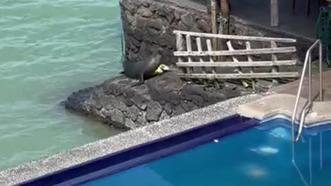 Sea Lion Comes on Land, Swims in Pool and Steals Man's Chair