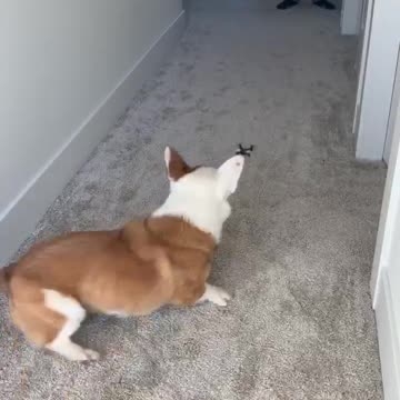 Corgi and the Drone