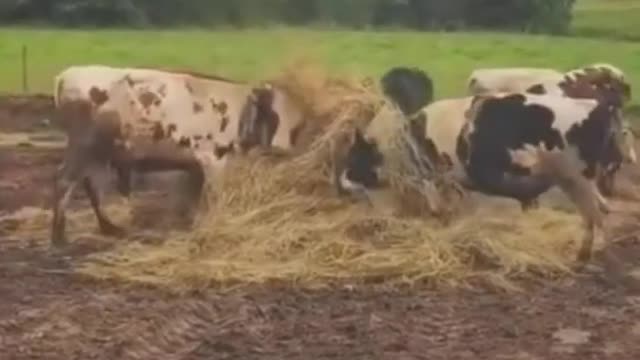 Cows sometimes can be alot funny