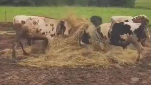 Cows sometimes can be alot funny